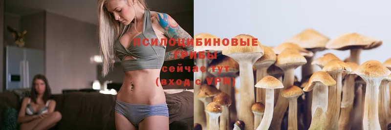 Псилоцибиновые грибы Psilocybe  как найти наркотики  Избербаш 